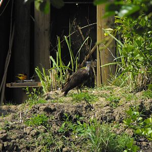 Village Weaver and Hammerkop