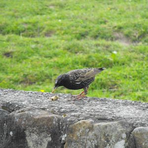 Common Starling Near Zebra/Oryx Paddock