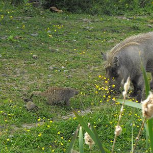 Banded Mongoose Vs Warthog