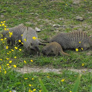 Banded Mongoose Young