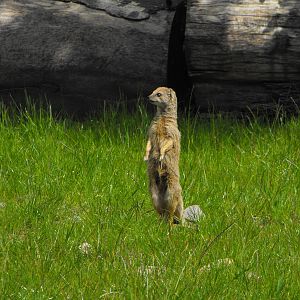 Yellow Mongoose1