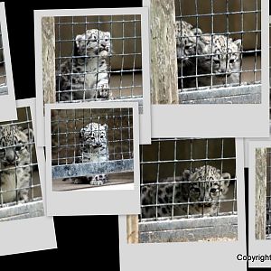 Snow Leopard Cubs 2009
