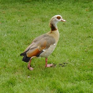Egyptian Goose
