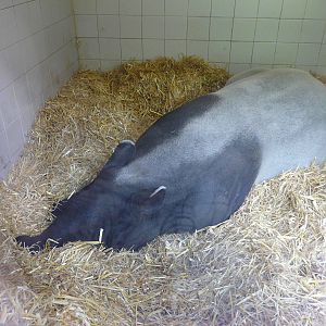 Madge the Malayan Tapir