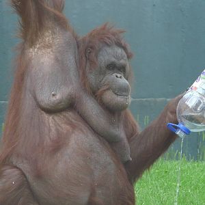 Orangutan