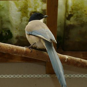 Azure Winged Magpie