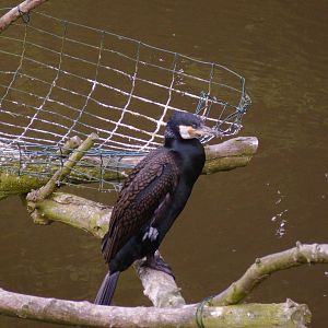 Great Cormorant