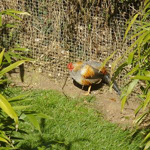 Grey Junglefowl