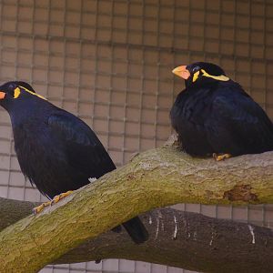 Hill Mynah