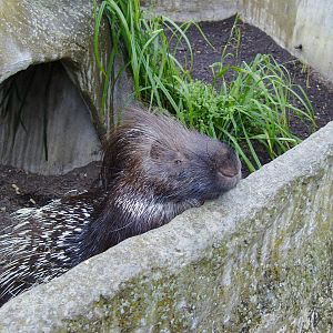 Indian Crested Porcupine