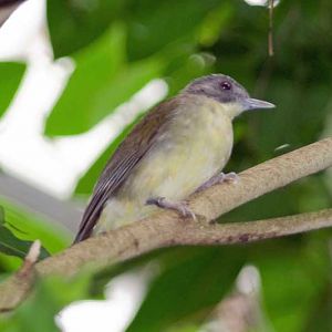 Veldhoven mystery bird no. 1