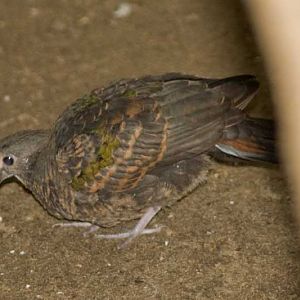 Veldhoven mystery bird no. 2