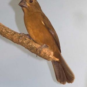 Veldhoven mystery bird no. 3