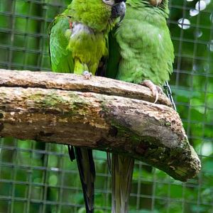 Veldhoven mystery bird(s) no. 4