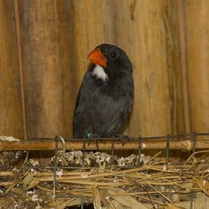 Veldhoven mystery bird no. 5