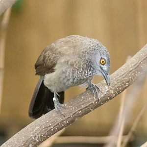 Veldhoven mystery bird no. 6