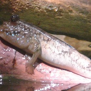 Mudskipper