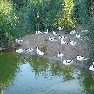 Pied Avocets