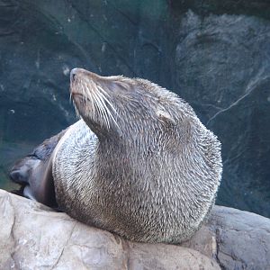 Male Fur Seal