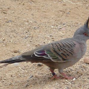 Crested Bronze-wing Pigeon