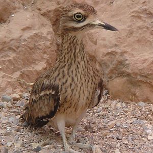 Stone Curlew