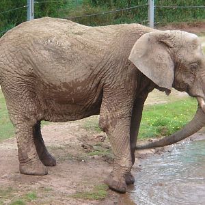 Female African Elephant