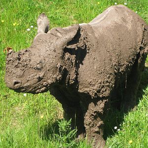 Asani having a mud bath!