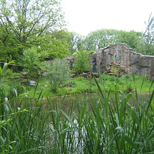 View of Lynx enclosure