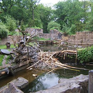 View of Tree Porcupine and North American Beaver enclosure