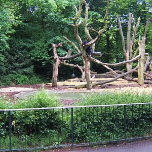 Spectacled Bear enclosure