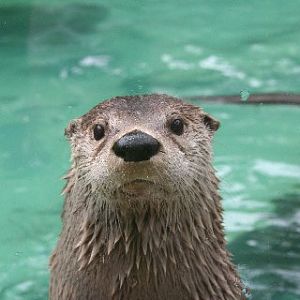 N.A. River Otter
