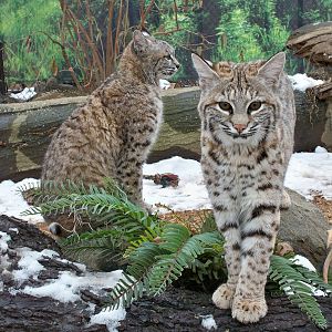 Bobcats
