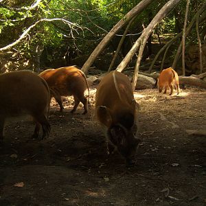 Congo Gorilla Forest - Red River Hogs