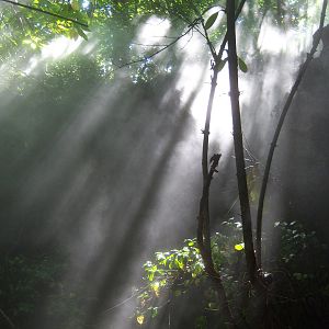 Congo Gorilla Forest