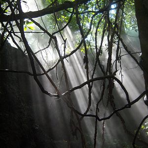 Congo Gorilla Forest