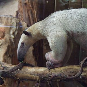 Male Long-tailed Tamandua