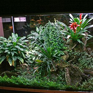 Poison dart frog terrarium