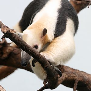 Southern tamandua (Tamandua tetradactyla)