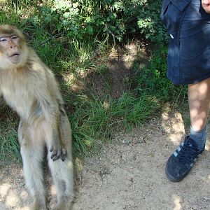 A chilling Barbary Macaque