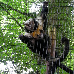 Yellow breasted Capuchin