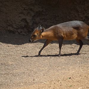 Red-flanked duiker