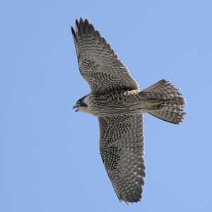 Young peregrine falcon