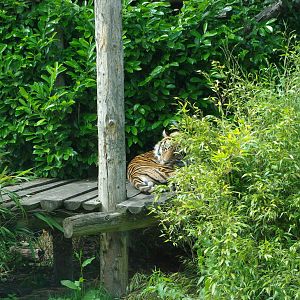 Chester Zoo - Sumatran Tiger
