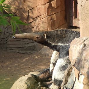 Male Giant Anteater