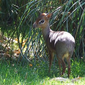 Male Kirk's Dik-Dik