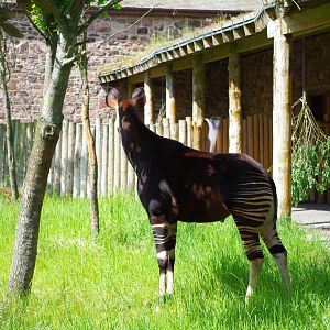 Chester Zoo - Okapi