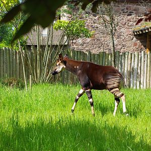 Chester Zoo - Okapi