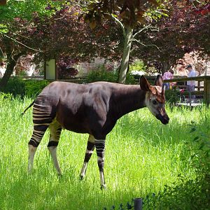 Chester Zoo - Okapi