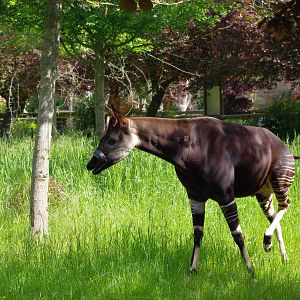 Chester Zoo - Okapi