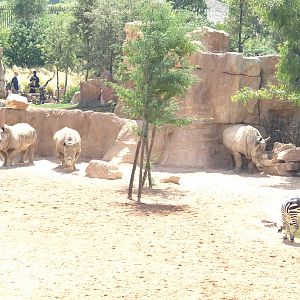 white rinos breeding group